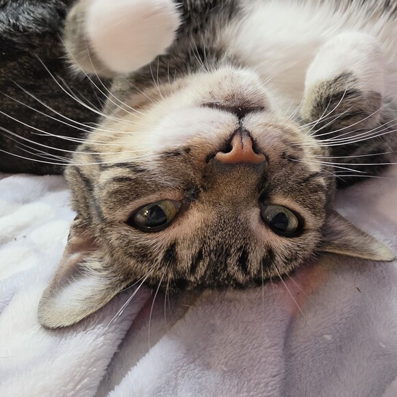 lilpawz4me